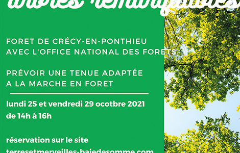 CIRCUIT DES 4 ARBRES REMARQUABLES