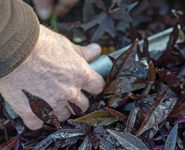UN FEUILLAGE DE FEU EN AUTOMNE CHEZ SOI ?