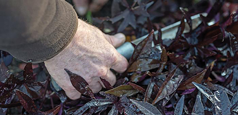 UN FEUILLAGE DE FEU EN AUTOMNE CHEZ SOI ?