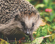 CRÉER UN GÎTE D’HIVER POUR LE HÉRISSON