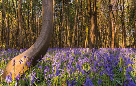 Saison : Printemps - Lieu : Forêt de Crécy, Crécy-en-Ponthieu, Somme (80), Picardie, France