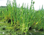 BALADE NATURE « LES PLANTES DES PRÈS SALÉS »