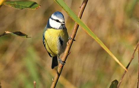 ATELIER ORNITHOLOGIE « LES PASSEREAUX EN HIVER »