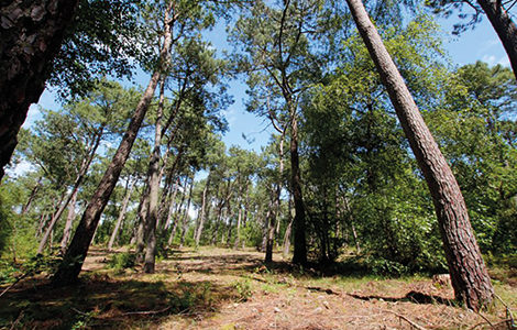 ENTRE MER ET FORÊT