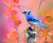 EXPOSITION DU CONCOURS PHOTO 2022