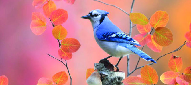 EXPOSITION DU CONCOURS PHOTO 2022