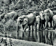 EXPOSITIONS PHOTO SUR L’AFRIQUE