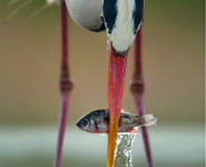 LES RENCONTRES DE LA PHOTO NATURE