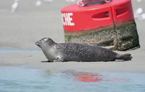 BALADE NATURE « À LA DÉCOUVERTE DES PHOQUES »
