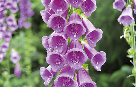 FAUNE ET FLORE DE LA FORÊT