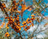 CUEILLETTE SAUVAGE, CONTEMPLATIVE ET AMUSANTE