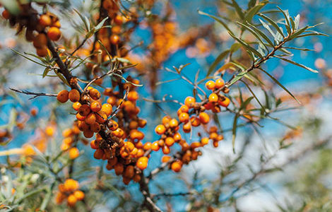 CUEILLETTE SAUVAGE, CONTEMPLATIVE ET AMUSANTE