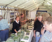 FÊTE DE LA SALICORNE