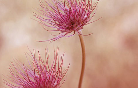 VISITE GUIDÉE « LES PLANTES FONT DES PROUESSES ! »