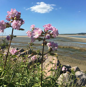 RANDONNÉE NATURE « GRANDES MARÉES »