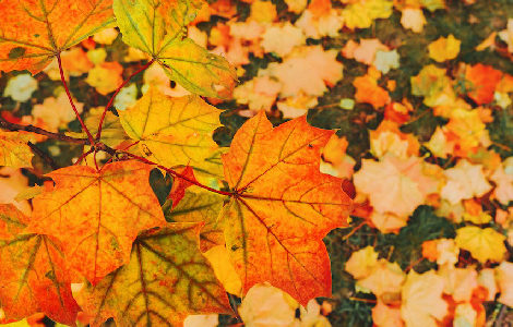 SAINT VALERY FÊTE L’AUTOMNE