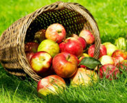 FÊTE DU VERGER DE L’ABBAYE DE SAINT-RIQUIER