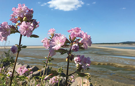 LA BAIE DE CANCHE