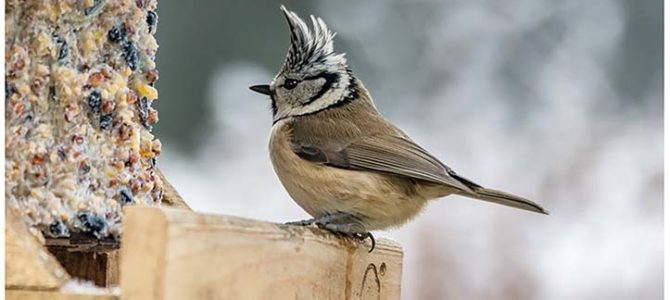 JE FABRIQUE UN RESTO POUR LES OISEAUX