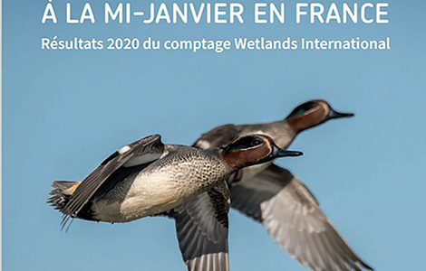 COMPTAGE WETLANDS INTERNATIONAL