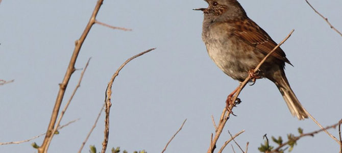 FÊTE DE LA NATURE « QUI CHANTE DANS MON JARDIN ? »