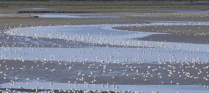 Rassemblement de mouettes face au port du Crotoy