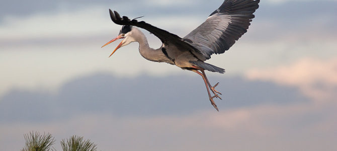 SORTIE DÉCOUVERTE DE LA PHOTO ANIMALIÈRE