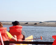 OBSERVATION DES PHOQUES EN PIROGUE