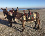 RANDO ÂNES CAP-HORNU