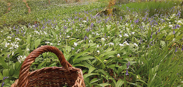 LA FORÊT A DU GOÛT !