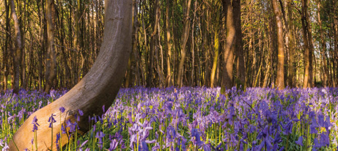 Saison : Printemps - Lieu : Forêt de Crécy, Crécy-en-Ponthieu, Somme (80), Picardie, France