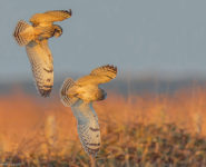 LA PHOTOGRAPHIE DES OISEAUX EN VOL