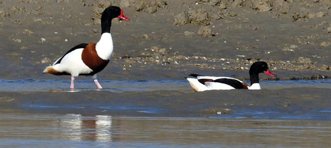 LE TADORNE DE BELON, SEIGNEUR DE LA BAIE