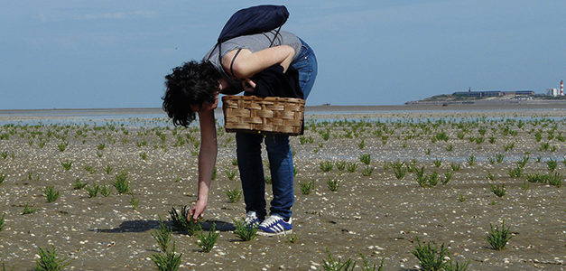 CUEILLETTE EN BAIE D’AUTHIE