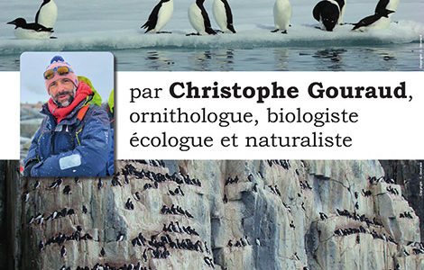 CONFÉRENCE « LA VIE SECRÈTE DU GUILLEMOT DE BRÜNNICH »