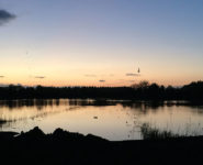 LES OISEAUX DE LA RÉSERVE AU CRÉPUSCULE