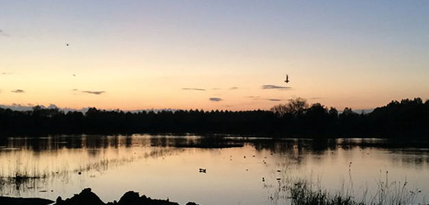 LES OISEAUX DE LA RÉSERVE AU CRÉPUSCULE