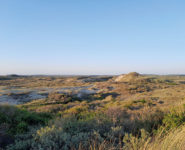 LES PASSEREAUX DES FOURRÉS DUNAIRES