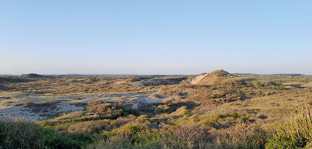 LES PASSEREAUX DES FOURRÉS DUNAIRES