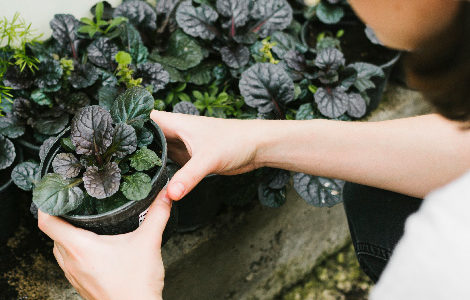 1ère BOURSE AUX PLANTES