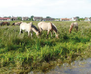 DÉCOUVERTE DU MARAIS DE LARRONVILLE