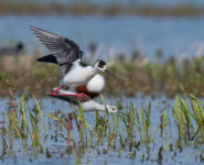 LA RÉSERVE DE GRAND LAVIERS, LE PARADIS DES OISEAUX