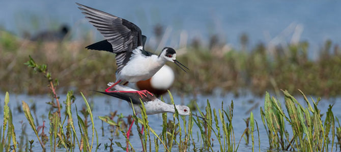 LA RÉSERVE DE GRAND LAVIERS, LE PARADIS DES OISEAUX