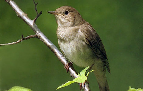 LA NUIT DU ROSSIGNOL
