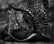 CONFÉRENCES SUR L’EXPOSITION « RENCONTRE DE LA PHOTO NATURE »