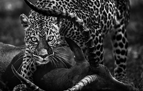 CONFÉRENCES SUR L’EXPOSITION « RENCONTRE DE LA PHOTO NATURE »