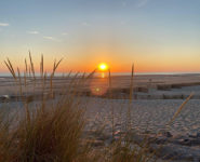 LA BIODIVERSITÉ DU CRÉPUSCULE