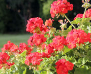 Geranium bushes with its' beautiful flowers