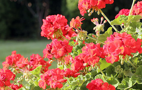 Geranium bushes with its' beautiful flowers