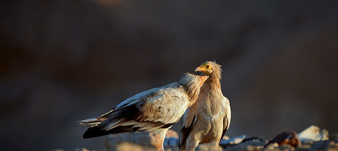 PROJECTION "LE TEMPS DES VAUTOURS" & "LE CLAN DES MARMOTTES"